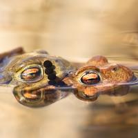 Common Toads Mating 3 